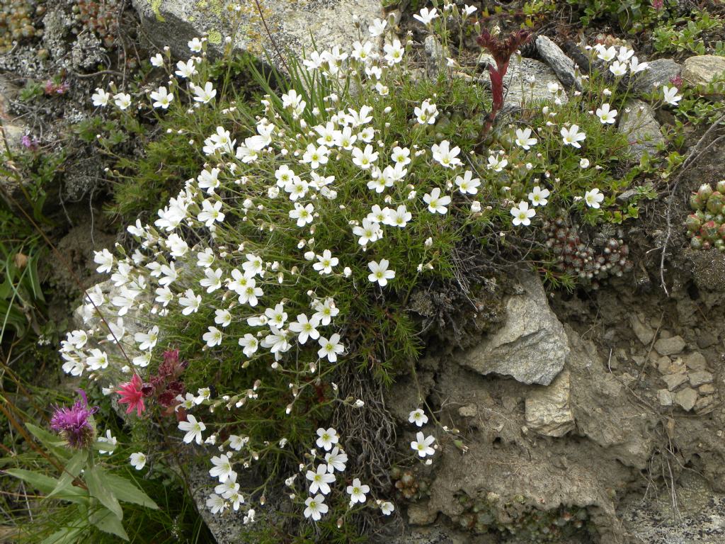 Minuartia capillacea? No, cfr. Cherleria laricifolia, da confermare